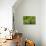 Awesome South Africa Collection - Cactus III-Philippe Hugonnard-Photographic Print displayed on a wall