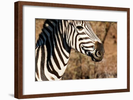 Awesome South Africa Collection - Close-up of Eye of Plains Zebra-Philippe Hugonnard-Framed Photographic Print