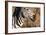 Awesome South Africa Collection - Close-up of Eye of Plains Zebra-Philippe Hugonnard-Framed Photographic Print