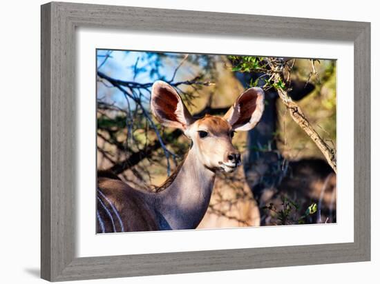 Awesome South Africa Collection - Female Nyala Antelope-Philippe Hugonnard-Framed Photographic Print