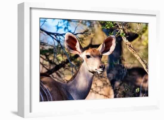 Awesome South Africa Collection - Female Nyala Antelope-Philippe Hugonnard-Framed Photographic Print