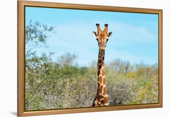 Awesome South Africa Collection - Giraffe Portrait-Philippe Hugonnard-Framed Premier Image Canvas