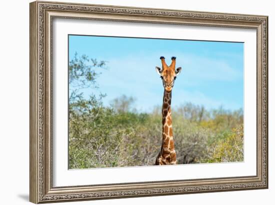 Awesome South Africa Collection - Giraffe Portrait-Philippe Hugonnard-Framed Photographic Print