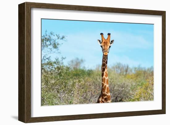 Awesome South Africa Collection - Giraffe Portrait-Philippe Hugonnard-Framed Photographic Print