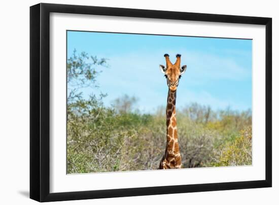 Awesome South Africa Collection - Giraffe Portrait-Philippe Hugonnard-Framed Photographic Print