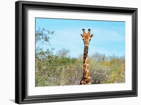 Awesome South Africa Collection - Giraffe Portrait-Philippe Hugonnard-Framed Photographic Print