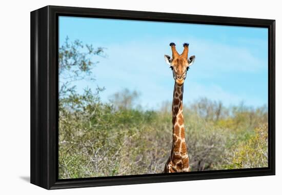 Awesome South Africa Collection - Giraffe Portrait-Philippe Hugonnard-Framed Premier Image Canvas