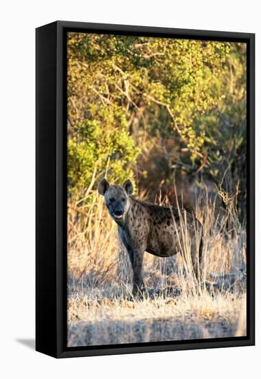 Awesome South Africa Collection - Hyena at Sunset II-Philippe Hugonnard-Framed Premier Image Canvas