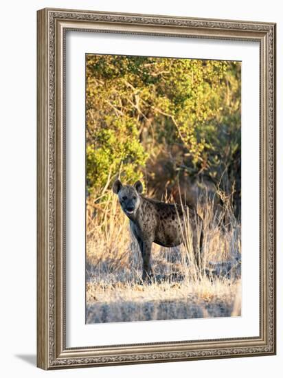 Awesome South Africa Collection - Hyena at Sunset II-Philippe Hugonnard-Framed Photographic Print