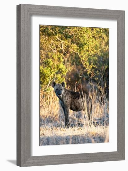 Awesome South Africa Collection - Hyena at Sunset II-Philippe Hugonnard-Framed Photographic Print
