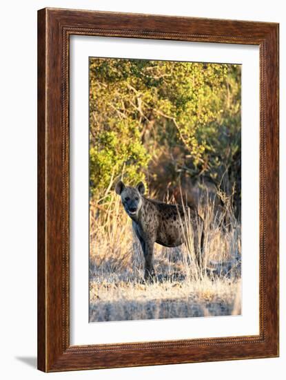 Awesome South Africa Collection - Hyena at Sunset II-Philippe Hugonnard-Framed Photographic Print