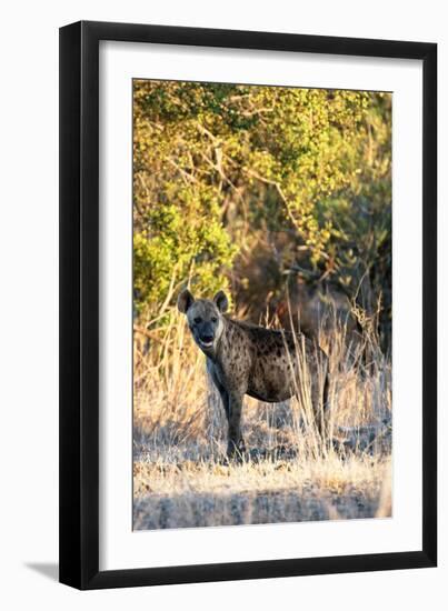 Awesome South Africa Collection - Hyena at Sunset II-Philippe Hugonnard-Framed Photographic Print