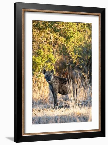 Awesome South Africa Collection - Hyena at Sunset II-Philippe Hugonnard-Framed Photographic Print