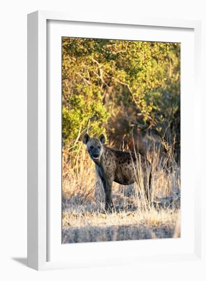 Awesome South Africa Collection - Hyena at Sunset II-Philippe Hugonnard-Framed Photographic Print