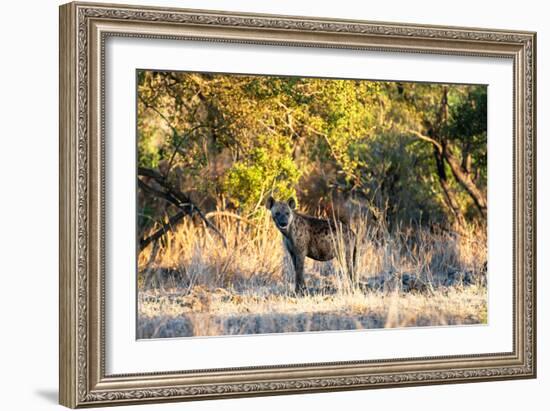 Awesome South Africa Collection - Hyena at Sunset-Philippe Hugonnard-Framed Photographic Print