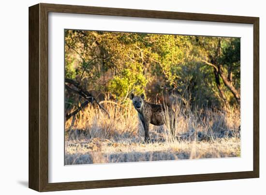 Awesome South Africa Collection - Hyena at Sunset-Philippe Hugonnard-Framed Photographic Print