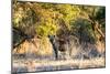 Awesome South Africa Collection - Hyena at Sunset-Philippe Hugonnard-Mounted Photographic Print