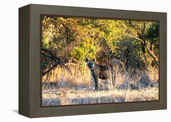 Awesome South Africa Collection - Hyena at Sunset-Philippe Hugonnard-Framed Premier Image Canvas