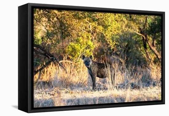 Awesome South Africa Collection - Hyena at Sunset-Philippe Hugonnard-Framed Premier Image Canvas