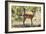 Awesome South Africa Collection - Impala Buck-Philippe Hugonnard-Framed Photographic Print