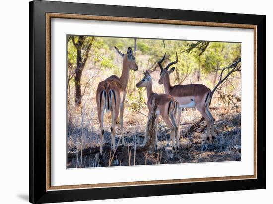 Awesome South Africa Collection - Impala Family-Philippe Hugonnard-Framed Photographic Print