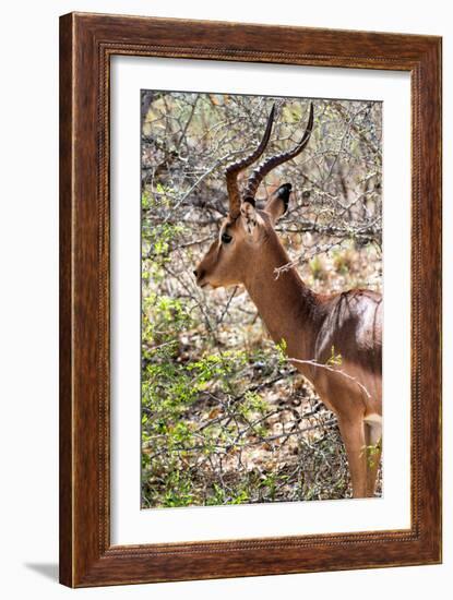 Awesome South Africa Collection - Impala Portrait-Philippe Hugonnard-Framed Photographic Print