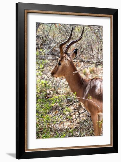 Awesome South Africa Collection - Impala Portrait-Philippe Hugonnard-Framed Photographic Print