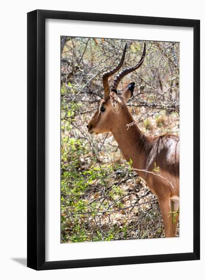 Awesome South Africa Collection - Impala Portrait-Philippe Hugonnard-Framed Photographic Print