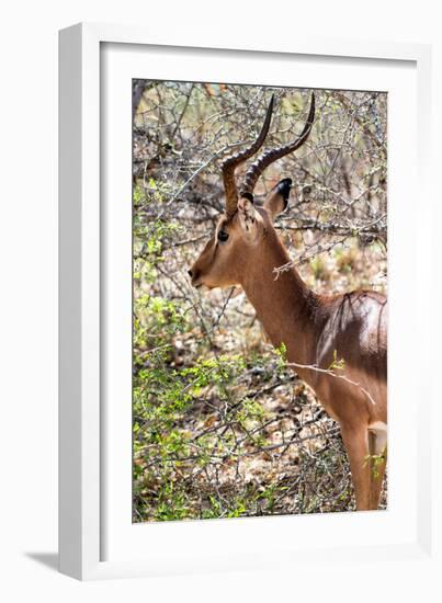 Awesome South Africa Collection - Impala Portrait-Philippe Hugonnard-Framed Photographic Print