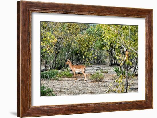 Awesome South Africa Collection - Impala-Philippe Hugonnard-Framed Photographic Print