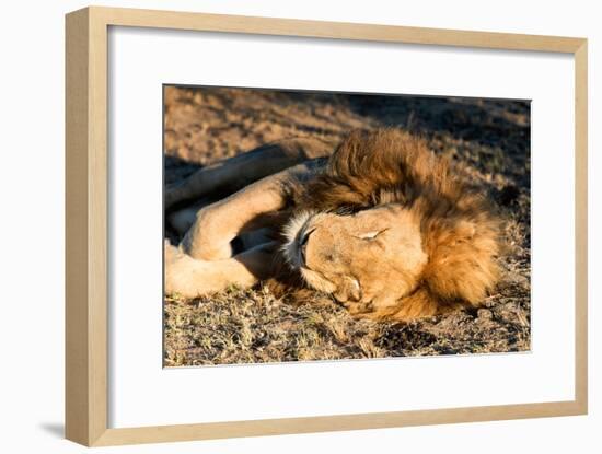 Awesome South Africa Collection - Lion Sleeping at Sunset I-Philippe Hugonnard-Framed Photographic Print