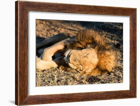 Awesome South Africa Collection - Lion Sleeping at Sunset I-Philippe Hugonnard-Framed Photographic Print