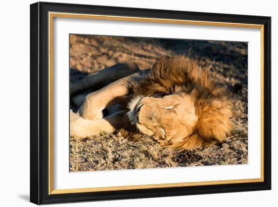 Awesome South Africa Collection - Lion Sleeping at Sunset I-Philippe Hugonnard-Framed Photographic Print