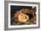 Awesome South Africa Collection - Lion Sleeping at Sunset II-Philippe Hugonnard-Framed Photographic Print