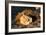 Awesome South Africa Collection - Lion Sleeping at Sunset II-Philippe Hugonnard-Framed Photographic Print