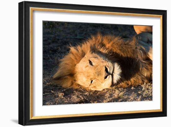 Awesome South Africa Collection - Lion Sleeping at Sunset II-Philippe Hugonnard-Framed Photographic Print