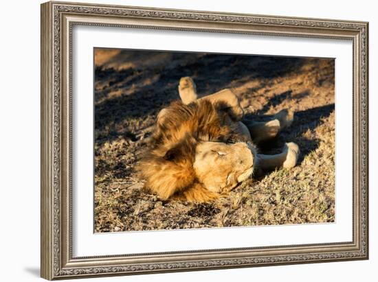 Awesome South Africa Collection - Lion Sleeping at Sunset-Philippe Hugonnard-Framed Photographic Print