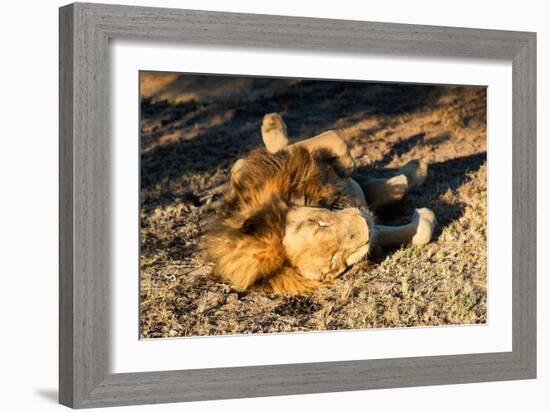 Awesome South Africa Collection - Lion Sleeping at Sunset-Philippe Hugonnard-Framed Photographic Print