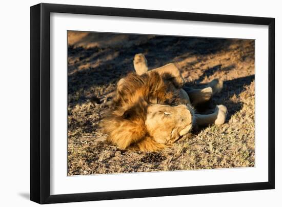 Awesome South Africa Collection - Lion Sleeping at Sunset-Philippe Hugonnard-Framed Photographic Print