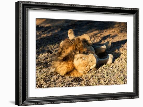 Awesome South Africa Collection - Lion Sleeping at Sunset-Philippe Hugonnard-Framed Photographic Print