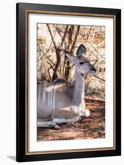 Awesome South Africa Collection - Nyala Antelope I-Philippe Hugonnard-Framed Photographic Print