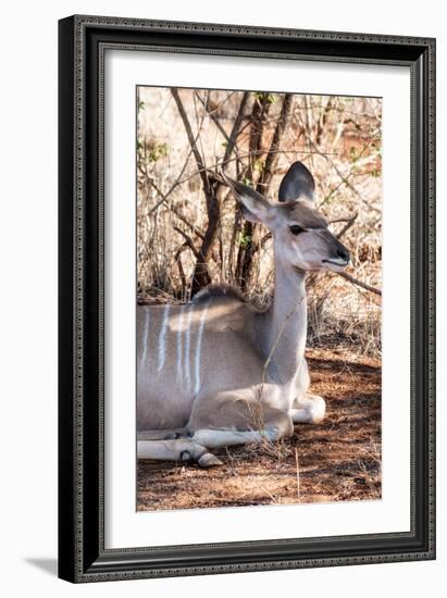 Awesome South Africa Collection - Nyala Antelope I-Philippe Hugonnard-Framed Photographic Print