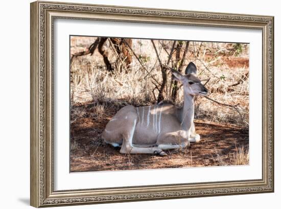 Awesome South Africa Collection - Nyala Antelope-Philippe Hugonnard-Framed Photographic Print