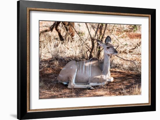 Awesome South Africa Collection - Nyala Antelope-Philippe Hugonnard-Framed Photographic Print