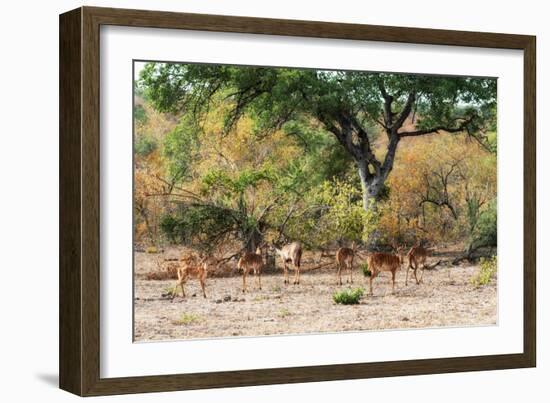 Awesome South Africa Collection - Nyala Females-Philippe Hugonnard-Framed Photographic Print