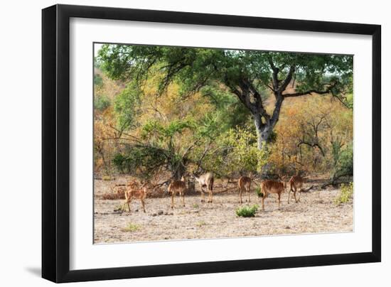 Awesome South Africa Collection - Nyala Females-Philippe Hugonnard-Framed Photographic Print