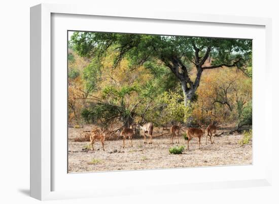 Awesome South Africa Collection - Nyala Females-Philippe Hugonnard-Framed Photographic Print