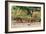 Awesome South Africa Collection - Nyala Females-Philippe Hugonnard-Framed Photographic Print