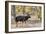 Awesome South Africa Collection - Nyala Male-Philippe Hugonnard-Framed Photographic Print