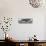 Awesome South Africa Collection Panoramic - Acacia Tree B&W-Philippe Hugonnard-Photographic Print displayed on a wall